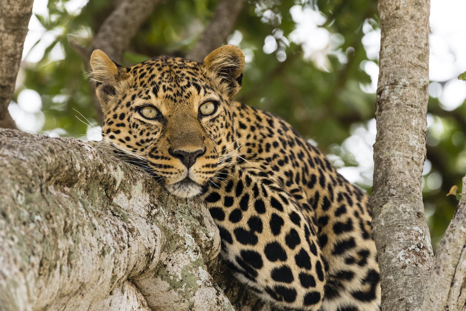 Maasai Mara